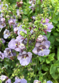 Diascia Piccadilly 'Denim Blue'